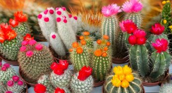 రాను రాను మీకు అప్పులు పెరుగుతున్నాయా.. అయితే మీ ఇంట్లో ఈ చెట్లు ఉన్నాయేమో చూడండి..