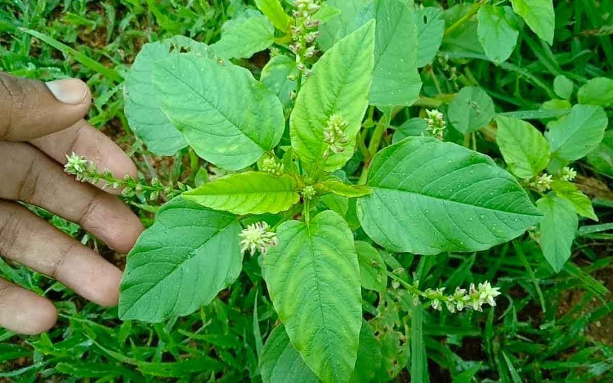 do not forget to take chenchalaku when you see it 