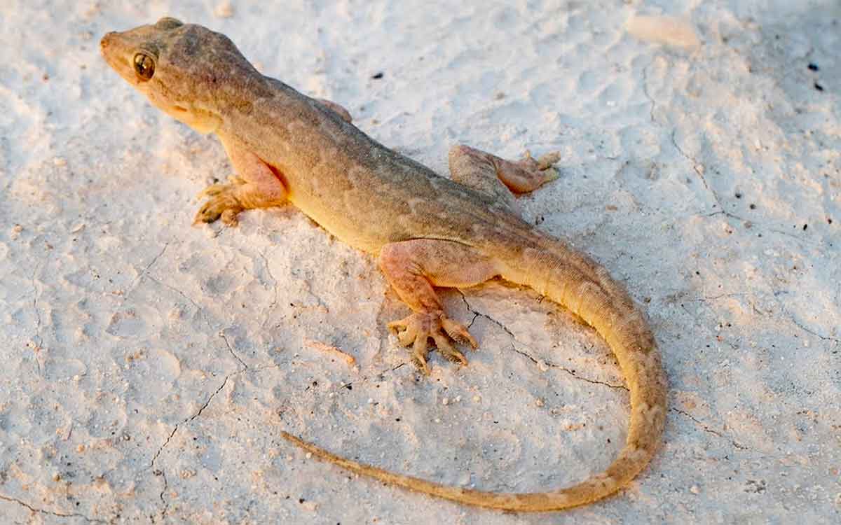 how lizard tail grows back if it cuts 