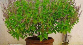 తుల‌సి కోట ద‌గ్గ‌ర ఎట్టి ప‌రిస్థితిలోనూ ఈ త‌ప్పులు చేయ‌కండి