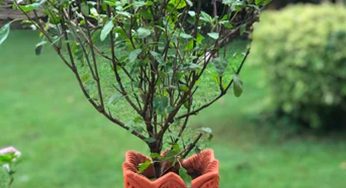 మీ ఇంట్లో తుల‌సి మొక్క ద‌గ్గ‌ర ఈ పొర‌పాట్ల‌ను చేస్తున్నారా.. అయితే జాగ్ర‌త్త‌..