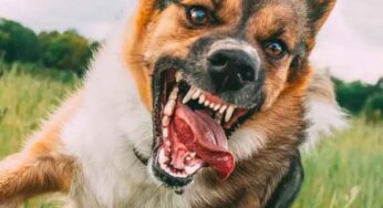 మిమ్మల్ని కుక్కల చుట్టూ ముట్టాయా.. వెంటనే ఇలా చేయండి..?