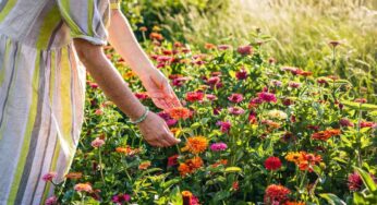 సాయంత్రం అయిన త‌రువాత పూలు కోయ‌వ‌ద్ద‌ని మ‌న పెద్దలు ఎందుకు చెబుతారంటే..?