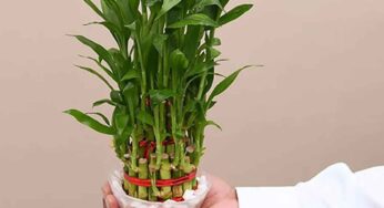 ఎంత సంపాదించినా ఆనందం ఉండట్లేదా.. అయితే ఈ వాస్తు చిట్కాలు మీకోసమే..!!