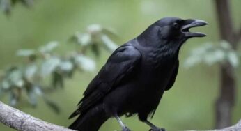 మీ ఇంటి వద్ద‌కు వ‌చ్చి కాకి ప‌దే ప‌దే అరుస్తుందా..? దాని అర్థం ఏమిటంటే..?