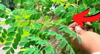 మునగాకుల‌తో ఇన్ని లాభాలు ఉన్నాయా..? తెలిస్తే వెంట‌నే తిన‌డం మొద‌లు పెడ‌తారు..
