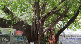 రావి చెట్టు, వేప చెట్టుకు క‌ల‌సి పూజ‌లు చేస్తే ఎన్ని లాభాలు ఉన్నాయో తెలుసా..?
