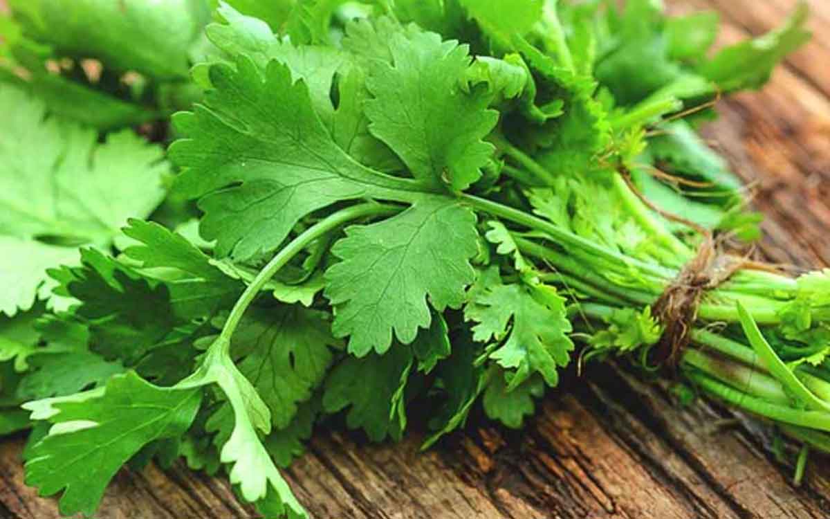 we must take coriander leaves in this season know why 