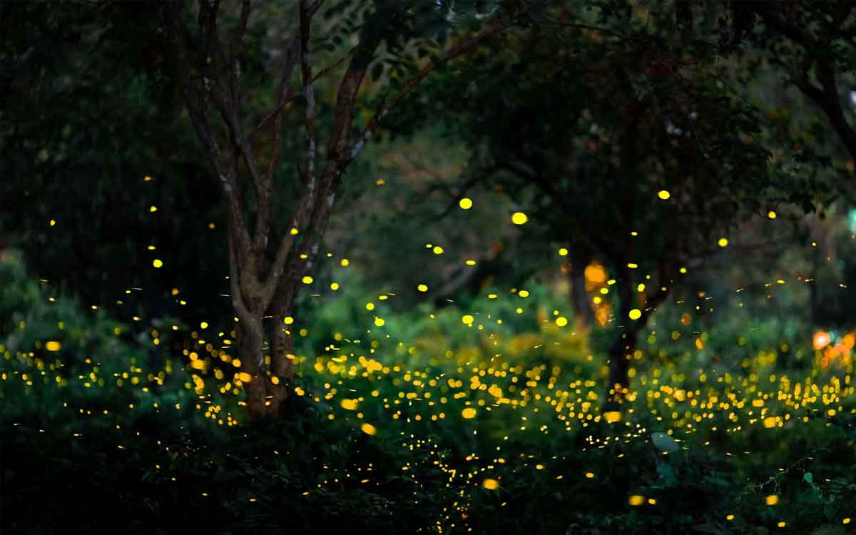 do you know why fire flies emit light at night 