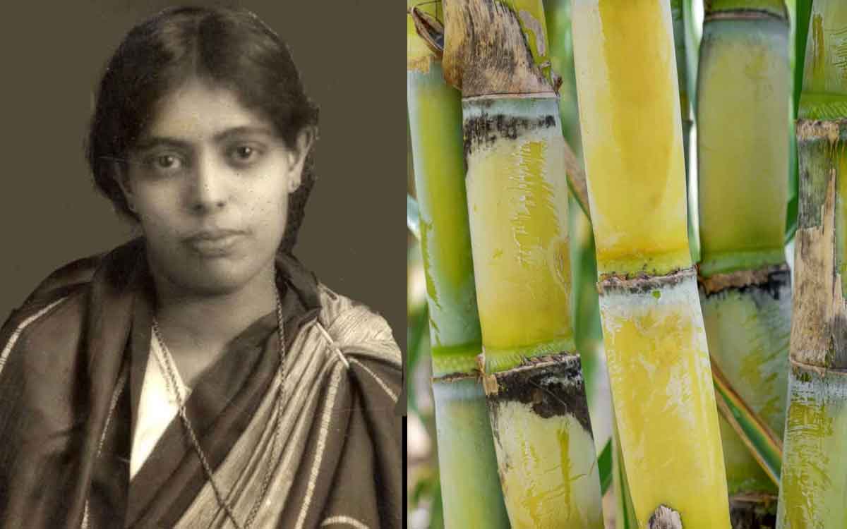 do you know about janaki ammal who created sweetest sugar cane 