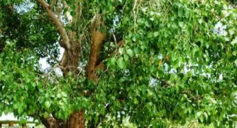 పొరపాటున కూడా ఇంట్లో ఈ మొక్కలు నాటితే దరిద్రం కొలువైనట్టే..!!
