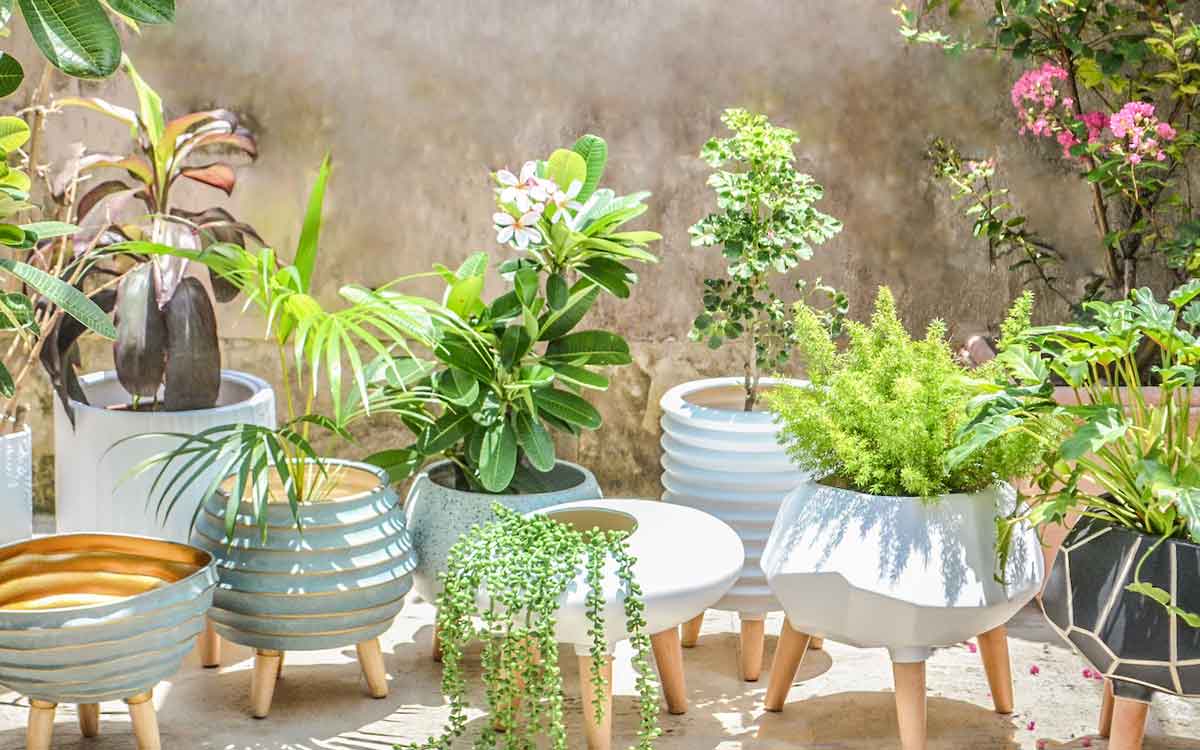 follow these simple tips for plants in your home 