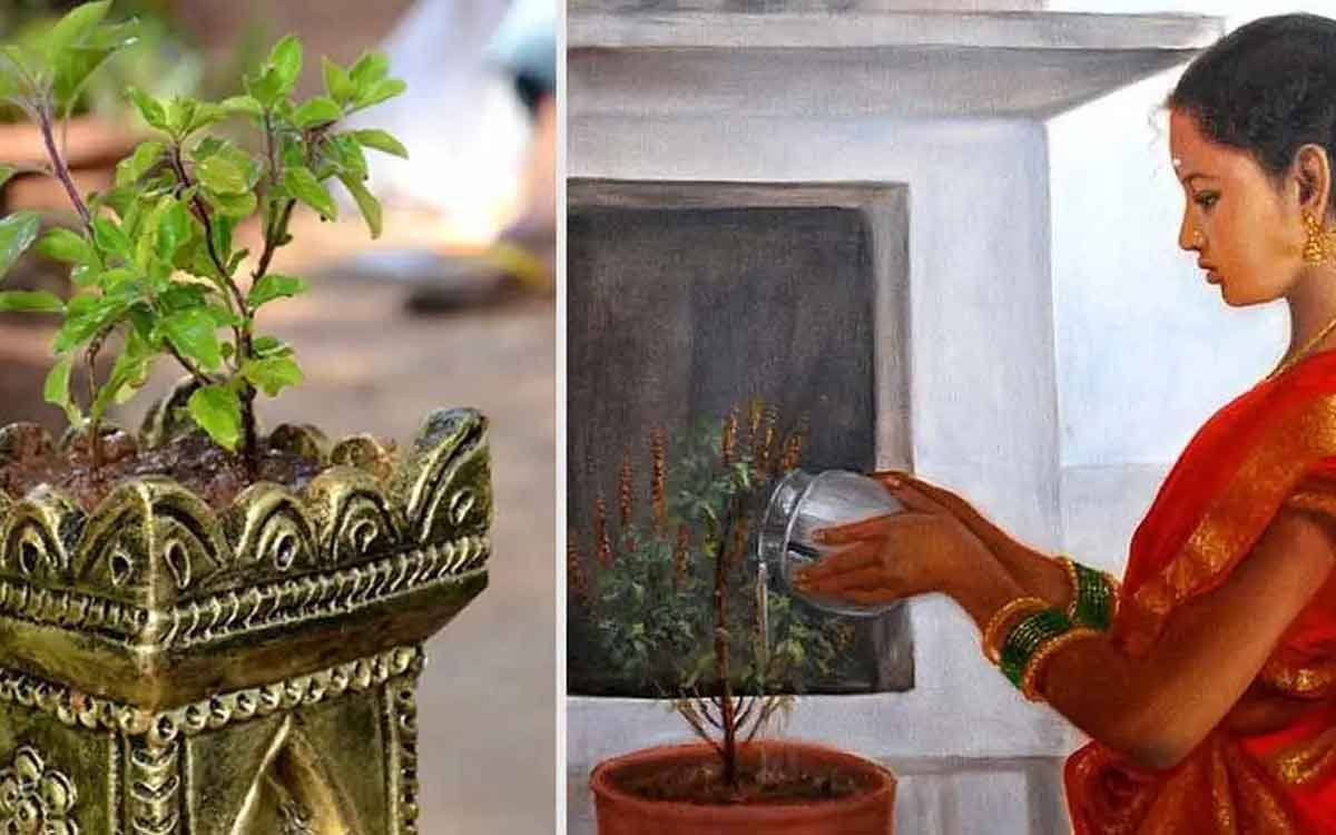 you should not pour water to tulsi on these days 